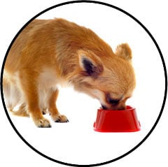 Symptômes de l'insuffisance rénale du chien et espérance de vie