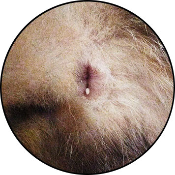 Taenia ou tenia chez le chien et vers sur l'anus
