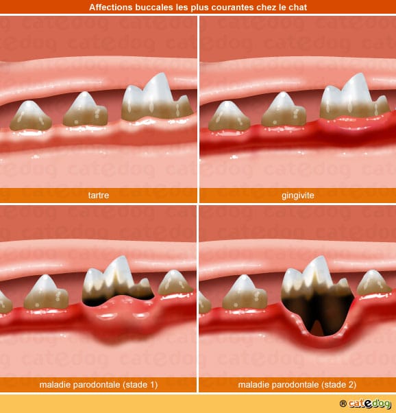 tartre-gingivite-maladie-parodontale-dent-chat