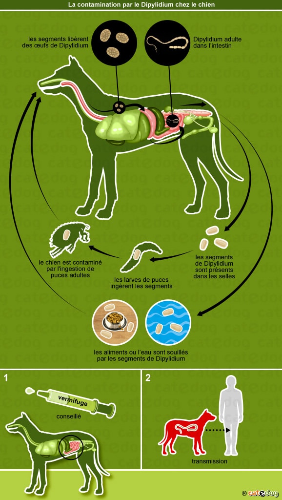 Vers blanc ténia ou taenia chez le chien