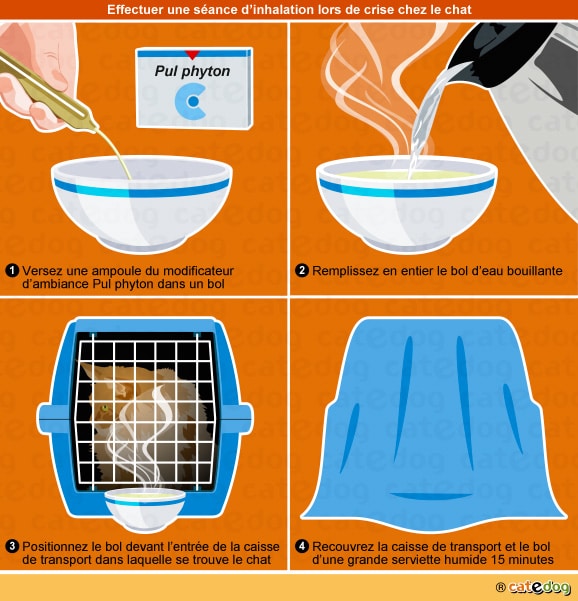 Inhalation lors d'une crise de coryza chez le chat avec Pull phyton
