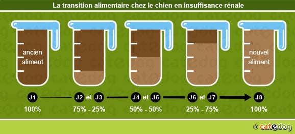Transition alimentaire chez le chien en insuffisance rénale