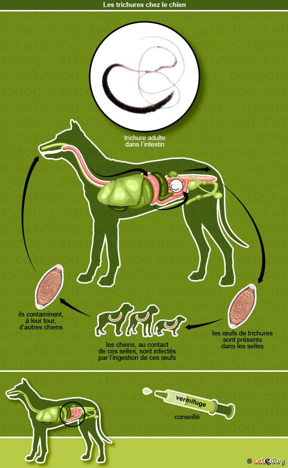 trichures_chien