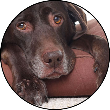 Troubles du comportement du vieux chien