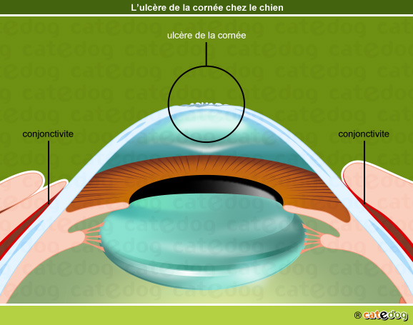 Ulcère de la cornée de l'oeil du chien