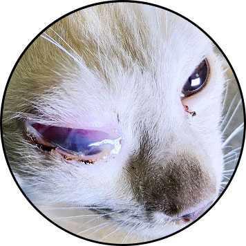 Uvéite chez le chat