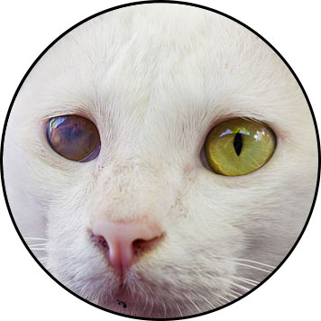 Uvéite chez le chat