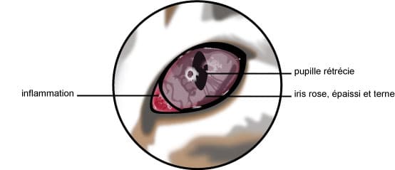 Uvéite de l'œil du chat