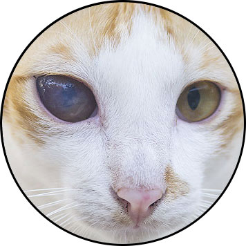 Uvéite chez le chat