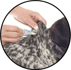 Vermifuge chez le chien