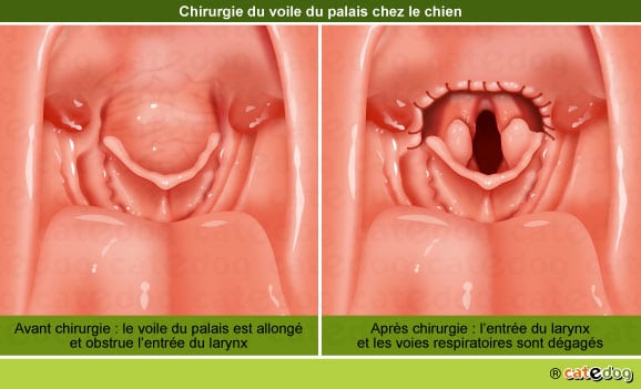 Chirurgie et traitement du voile du palais du chien