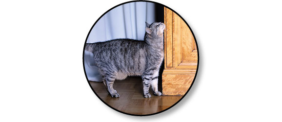 Chat se frotte partout