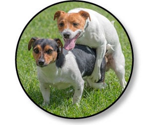 Chevauchement d'un chien