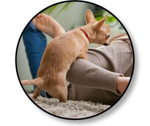 Chevauchement d'un humain par un chien