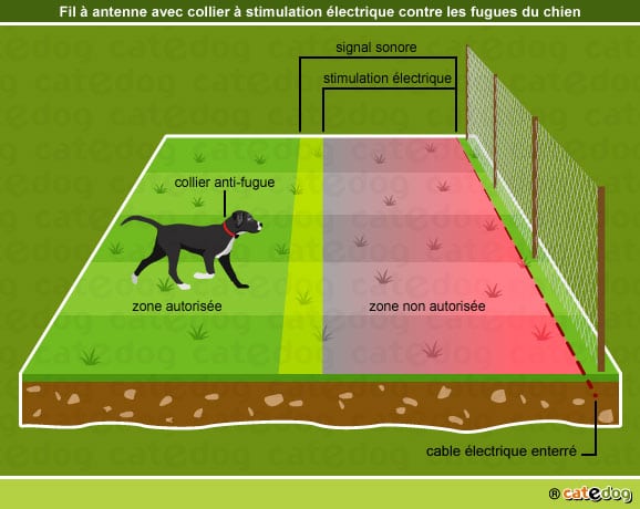 chien-fugueur-fugue-collier-impulsion-electrique