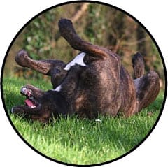 Pourquoi mon chien se roule dans le caca