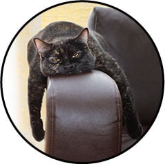 Alimentation du chat d'appartement