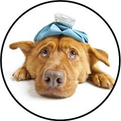 Alimentation du chien malade