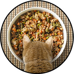 Alimentation du chat atteint d'une tumeur ou cancer