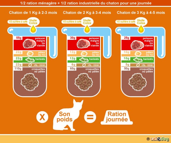 alimentation-ration-croquette-chaton