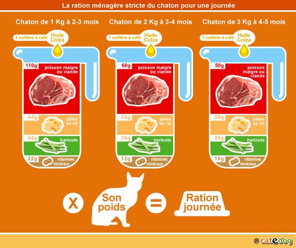 alimentation-ration-menagere-chaton