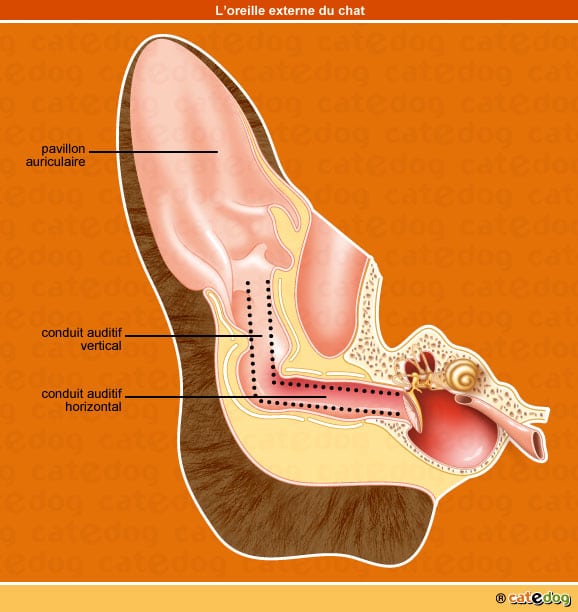 Anatomie de l'oreille externe du chat
