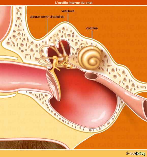 Anatomie de l'oreille interne du chat