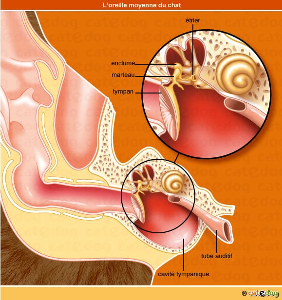 Anatomie de l'oreille moyenne du chat