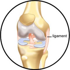Anatomie osseuse et squelette et ligament du chat