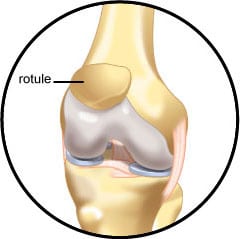 Anatomie osseuse et squelette et rotule du chat