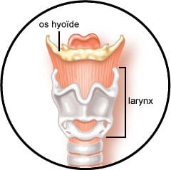 Anatomie osseuse et squelette et larynx du chien