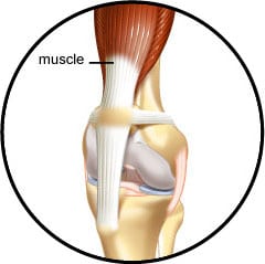 Anatomie osseuse et squelette et muscle du chien