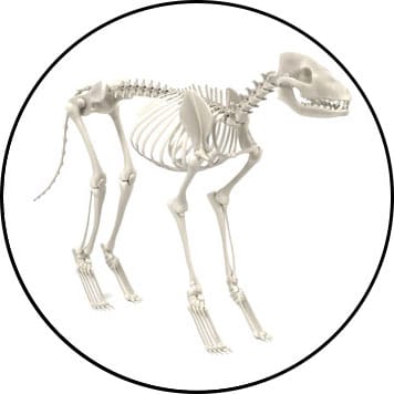 Anatomie osseuse et squelette du chien