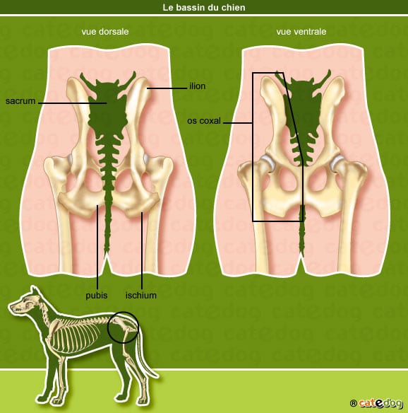 Le squelette et le bassin du chien