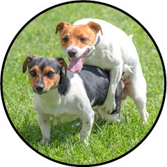 Anatomie de l'appareil génital et reproducteur du chien