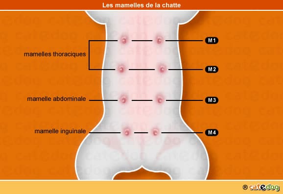 Tumeur des mamelles de la chatte