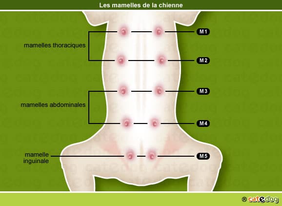 chaine-mammaire-mamelle-tumeur-chien-chienne