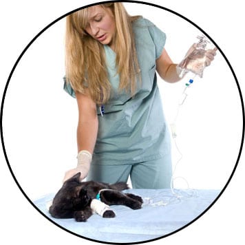 Chimiothérapie et tumeur du chat