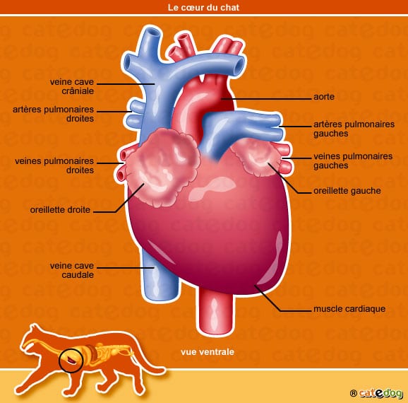 anatomie-chat-coeur-oreillette-veine-catedog