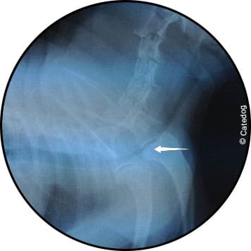 Collapsus trachéal chez le chien et radiographie