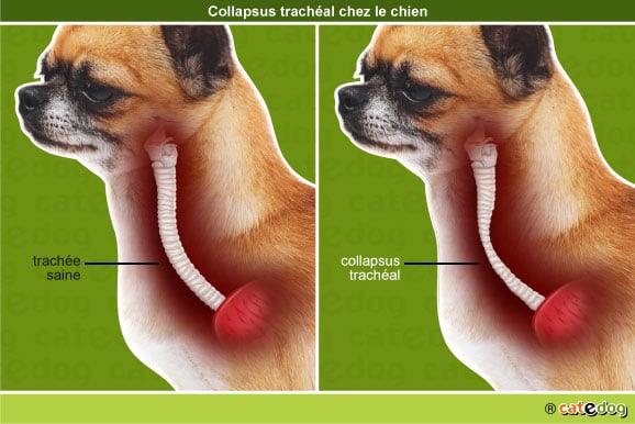 collapsus trachéal du chien