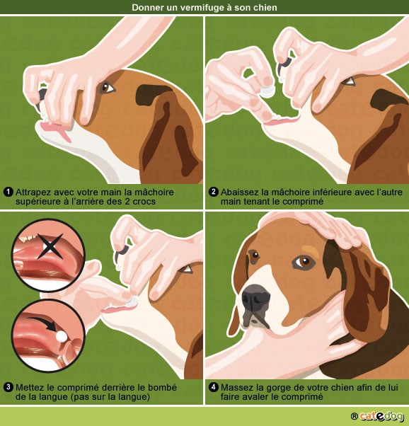 comment-donner-vermifuger-vermifuge-comprime-chien