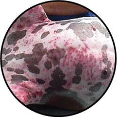 Dermatite chez le chien par piqures de puce