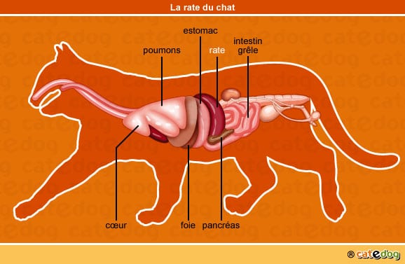Ou se situe la rate du chat