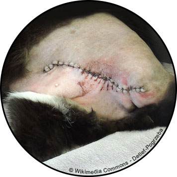 Fibrosarcome chez le chat et traitement par chirurgie