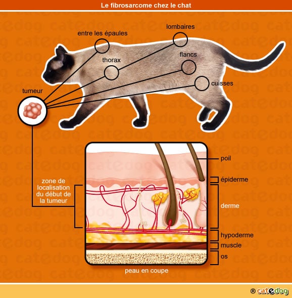 fibrosarcome-du-chat
