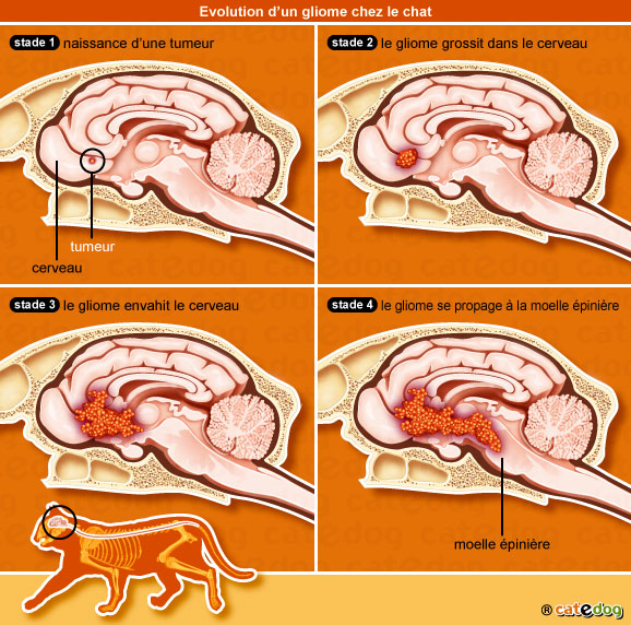 gliome-cerveau-encephale-chat