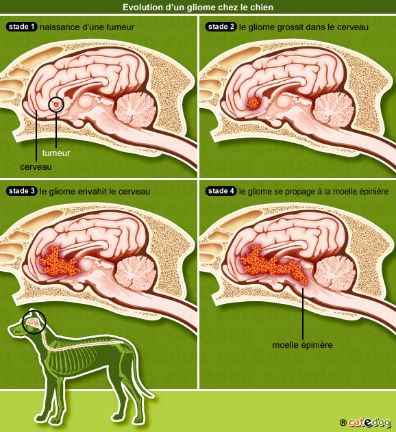 gliome-cerveau-encephale-chien