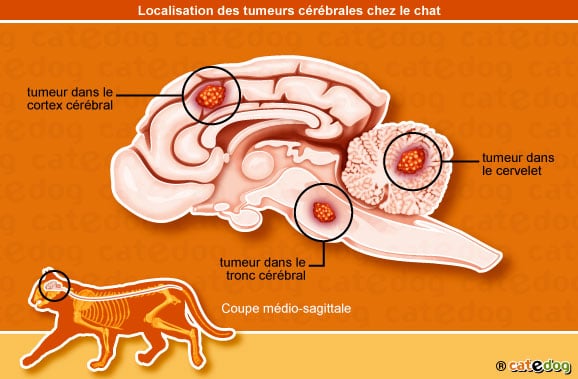 localisation-tumeur-cerveau-cerebrale-chat