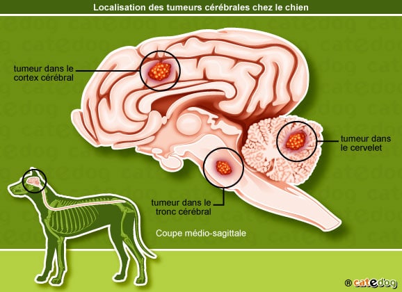 localisation-tumeur-cerveau-cerebrale-chien